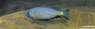 Nyassachromis microcephalus &#39;Ntekete&#39;