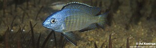 Nyassachromis microcephalus &#39;Otter Point&#39;