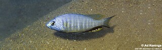 Nyassachromis microcephalus &#39;Selewa&#39;