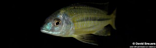 Nyassachromis nigritaeniatus &#39;Chipoka&#39;