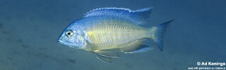 Nyassachromis nigritaeniatus &#39;Ntekete&#39;