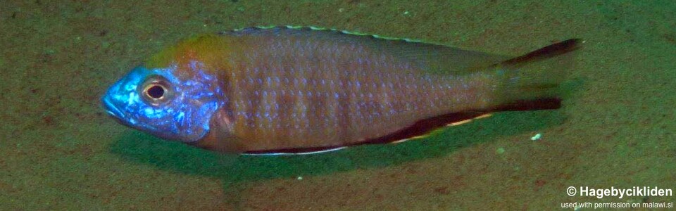 Nyassachromis prostoma 'Jalo Reef'