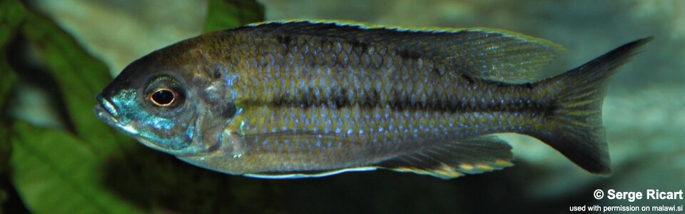 Nyassachromis prostoma 'Kanchedza Island'