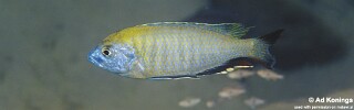 Nyassachromis prostoma &#39;Chuanga&#39;