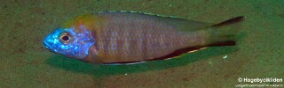 Nyassachromis prostoma &#39;Jalo Reef&#39;