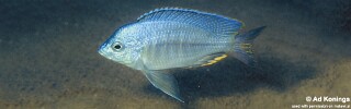 Nyassachromis serenus &#39;Mbenji Island&#39;