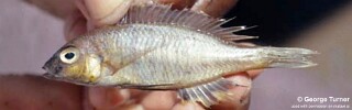 Nyassachromis sp. &#39;eucinostomus yellow&#39;