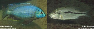 Nyassachromis sp. &#39;otter&#39;