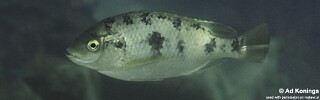 Oreochromis karongae &#39;Maleri Island&#39;