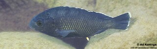 Oreochromis karongae &#39;Thundu&#39;