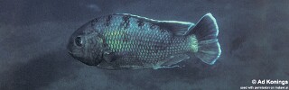 Oreochromis karongae &#39;Zimbawe Rock&#39;