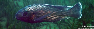 Oreochromis squamipinnis &#39;Chinuni&#39;
