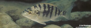Oreochromis squamipinnis &#39;Gome&#39;