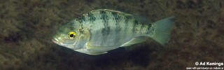 Oreochromis squamipinnis &#39;Thumbi Point&#39;