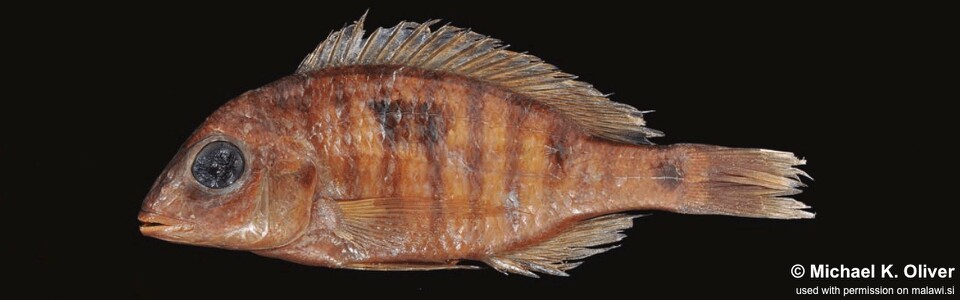 Otopharynx aletes<br><font color=gray>Otopharynx sp. 'molariform striped'</font>