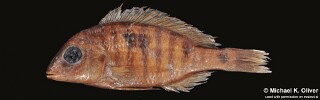 Otopharynx aletes Otopharynx sp. &#39;molariform striped&#39;