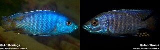 Otopharynx antron Stigmatochromis sp. &#39;modestus eastern&#39;