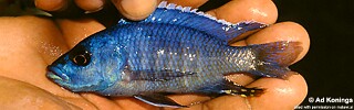 Otopharynx antron &#39;Gome Rocks&#39;