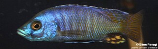 Otopharynx antron &#39;Masinje&#39;
