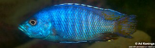 Otopharynx antron &#39;Nametumbwe&#39;