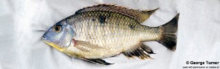 Otopharynx auromarginatus &#39;South East Arm&#39;