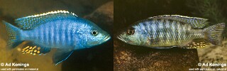 Otopharynx brooksi Stigmatochromis sp. &#39;modestus makokola&#39;