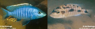 Otopharynx brooksi &#39;Boadzulu Island&#39;