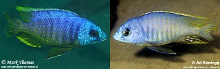 Otopharynx heterodon Otopharynx sp. &#39;big spot&#39;