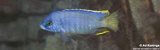Otopharynx heterodon &#39;Chiloelo&#39;