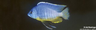Otopharynx heterodon &#39;Chirwa Island&#39;