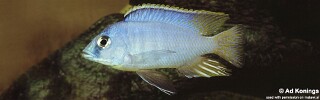 Otopharynx heterodon &#39;Chizumulu Island&#39;