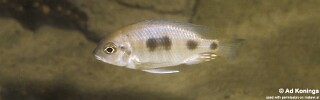 Otopharynx heterodon &#39;Cobwé&#39;