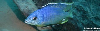 Otopharynx heterodon &#39;Katale Island&#39;