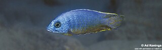 Otopharynx heterodon &#39;Lupingu&#39;