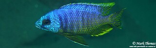 Otopharynx heterodon &#39;Magunga&#39;