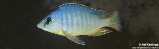 Otopharynx heterodon &#39;Mphanga Rocks&#39;