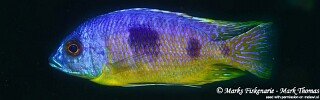 Otopharynx heterodon &#39;Ngwasi&#39;