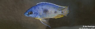 Otopharynx heterodon &#39;Wikihi&#39;