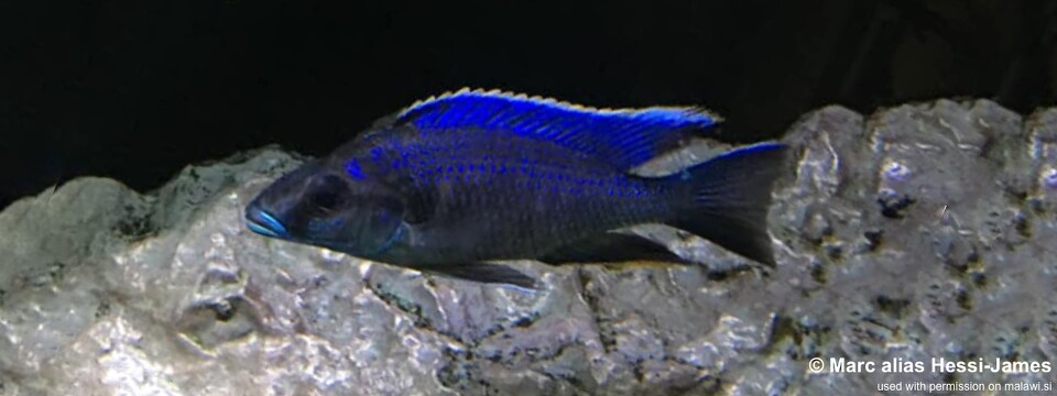 Otopharynx cf. lithobates (unknown locality)<br><font color=gray>Otopharynx walteri (unknown locality)</font> 