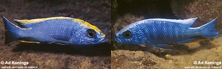 Otopharynx lithobates Otopharynx walteri