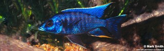 Otopharynx cf. lithobates &#39;Nakantenga Island&#39; Otopharynx walteri &#39;Nakantenga Island&#39;