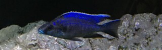 Otopharynx cf. lithobates (unknown locality) Otopharynx walteri (unknown locality)