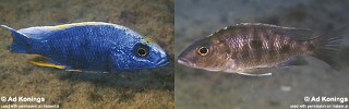 Otopharynx lithobates &#39;Chinyamwezi Island&#39;