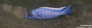 Otopharynx lithobates &#39;Domwe Island&#39;