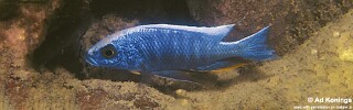 Otopharynx lithobates &#39;Mumbo Island&#39;
