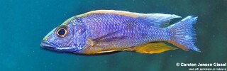 Otopharynx lithobates &#39;Three Peaks Reef&#39;