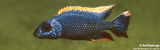 Otopharynx lithobates &#39;Thumbi West Island&#39;