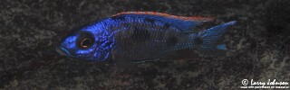 Otopharynx lithobates &#39;Tsano Rock&#39;