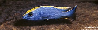 Otopharynx lithobates &#39;Zimbawe Rock&#39;