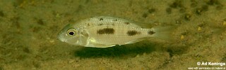 Otopharynx mumboensis Protomelas sp. &#39;virgatus mumbo&#39;